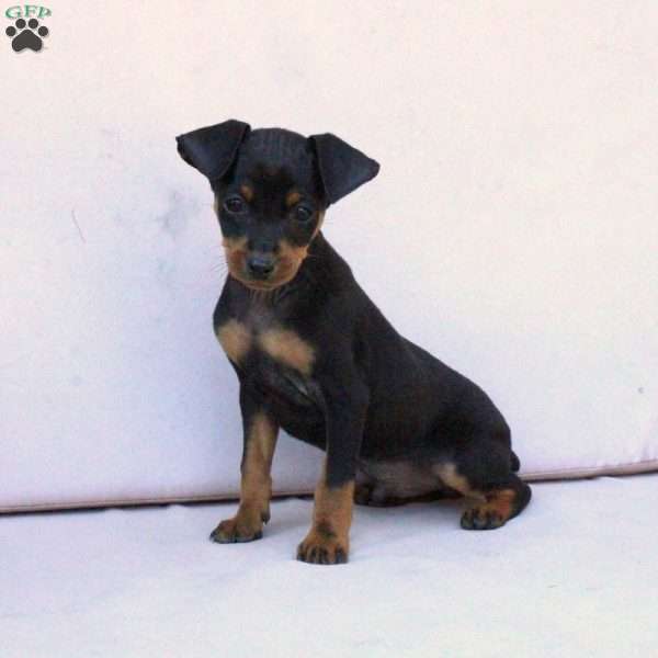 Chico, Miniature Pinscher Puppy