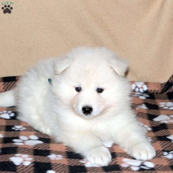 Clark, Samoyed Puppy