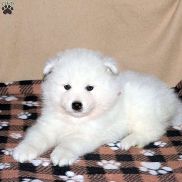 Cody, Samoyed Puppy