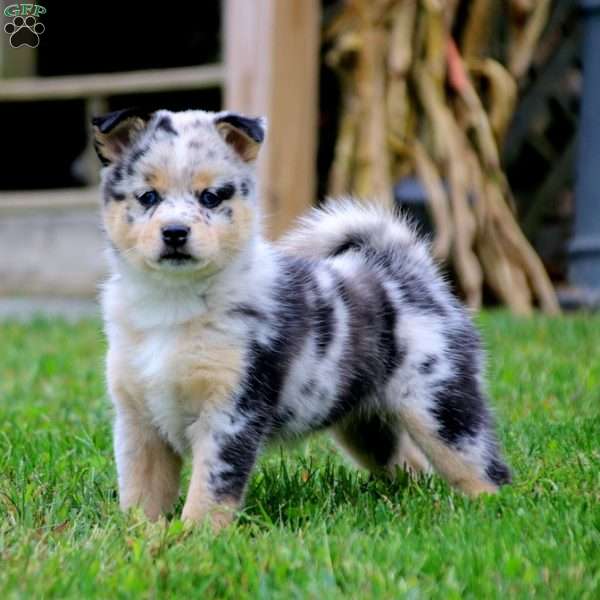 Cutie, Pomeranian Mix Puppy