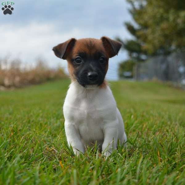 Ethan, Jack Russell Terrier Puppy