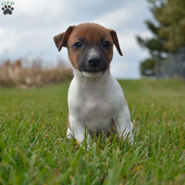 Evander, Jack Russell Terrier Puppy