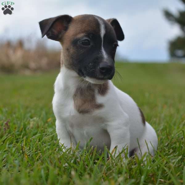 Elliot, Jack Russell Terrier Puppy