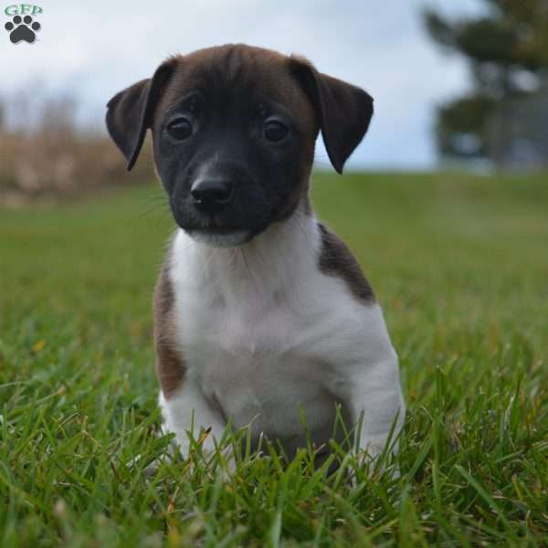 Emma, Jack Russell Terrier Puppy