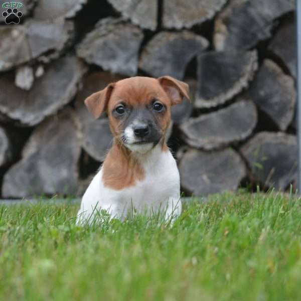 Ella, Jack Russell Terrier Puppy