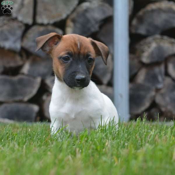 Evie, Jack Russell Terrier Puppy