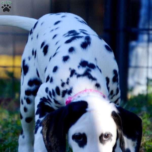 Tuffy, Dalmatian Puppy