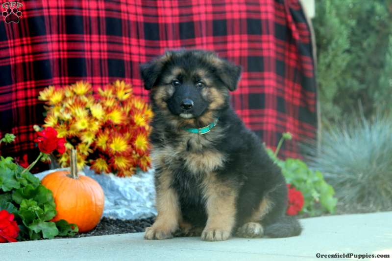 Samuel King - Dog Breeder - Greenfield Puppies