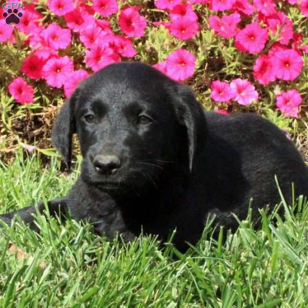 Dana, Golden Labrador Puppy