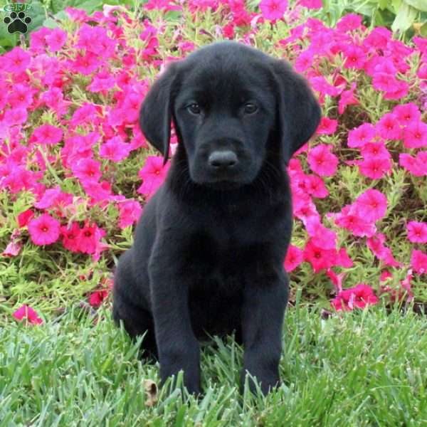 Dewey, Golden Labrador Puppy