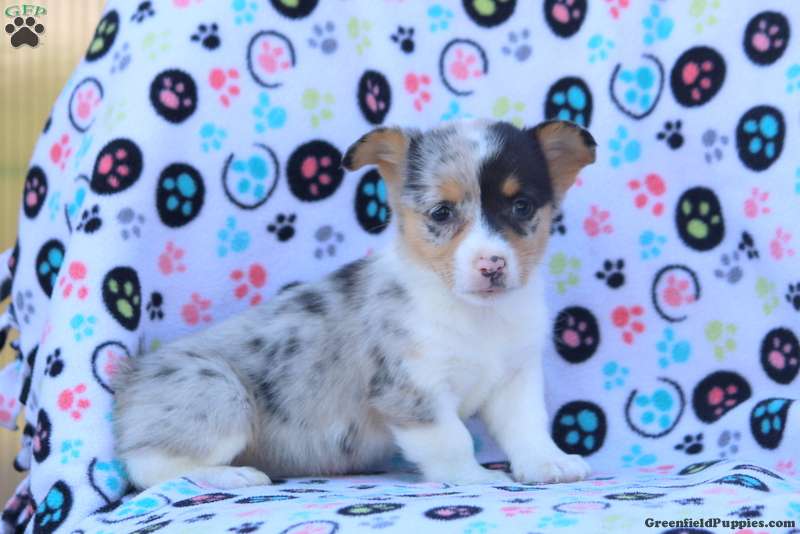 Diana Pembroke Welsh Puppy For Sale in Pennsylvania
