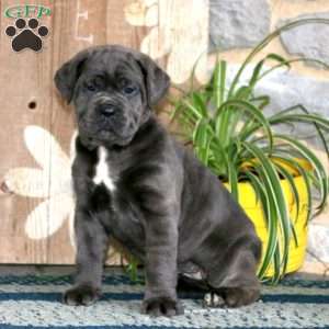 Cane Corso Puppies For Sale | Greenfield Puppies