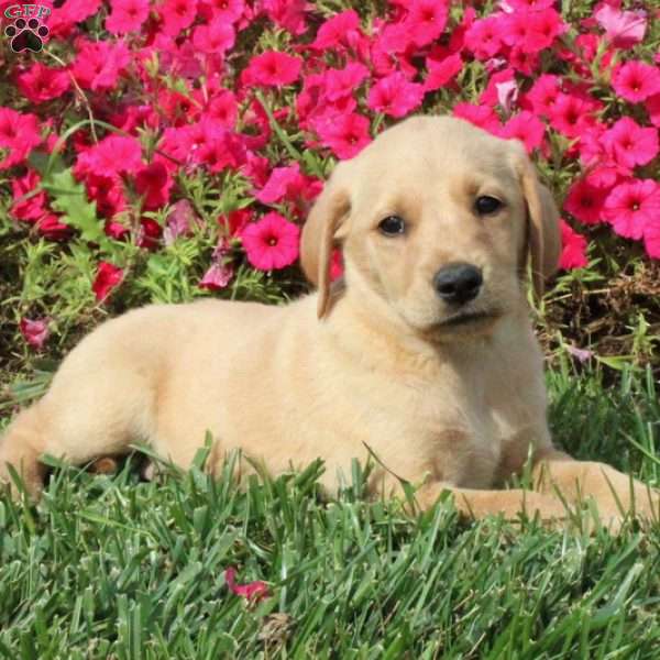 Dottie, Golden Labrador Puppy