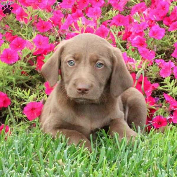 Duchess, Golden Labrador Puppy