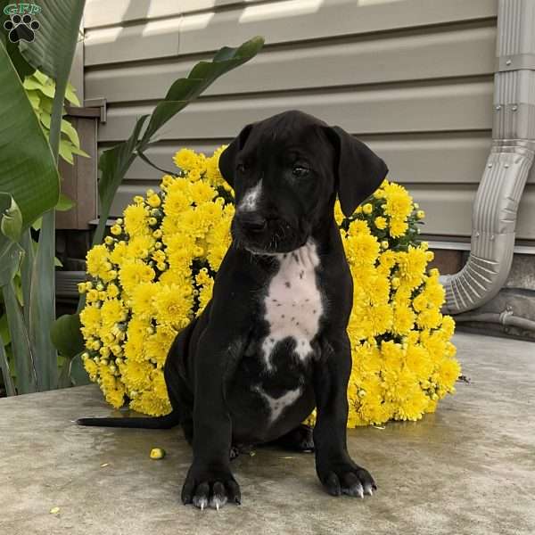 Dexter, Great Dane Puppy