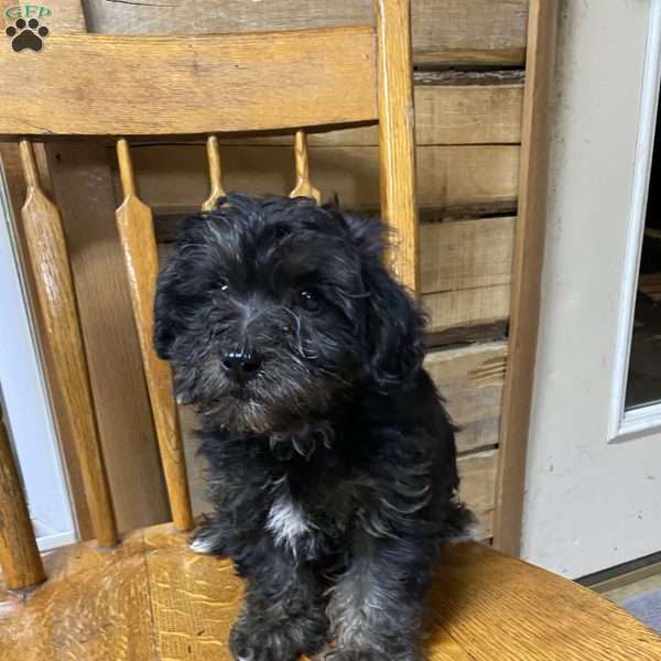 Peter, Morkie-Poo Puppy