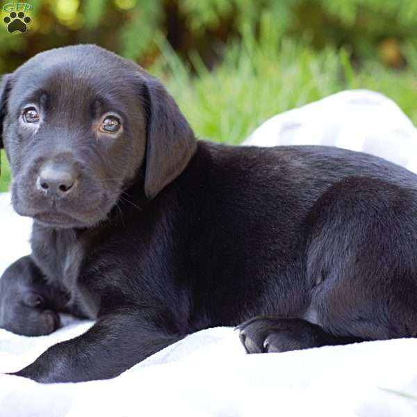 Katie, Black Labrador Retriever Puppy
