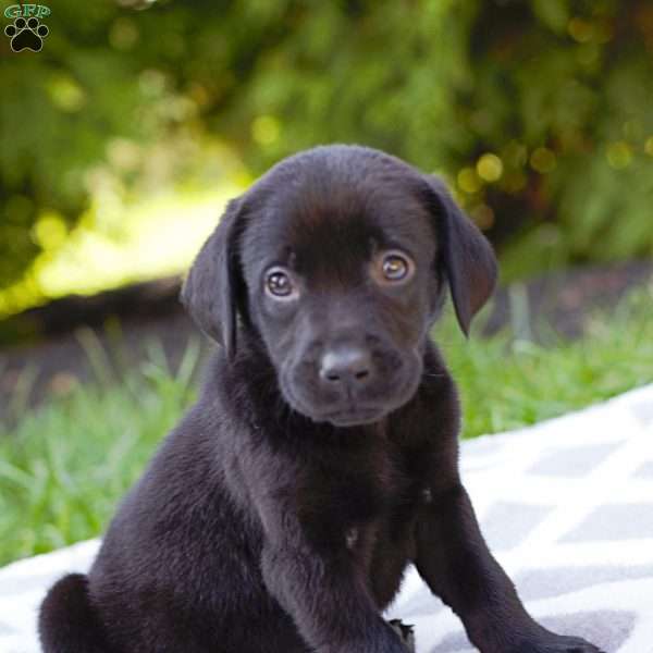 Kayla, Black Labrador Retriever Puppy