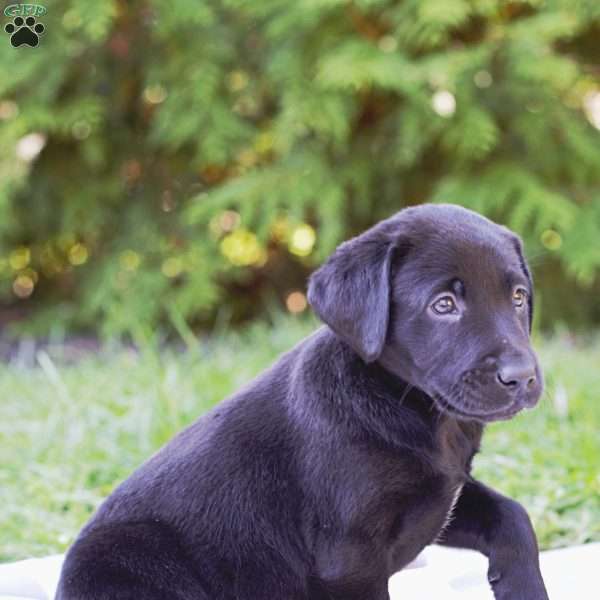 Kiara, Black Labrador Retriever Puppy