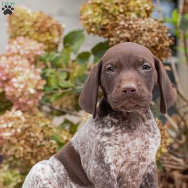 Chase, German Shorthaired Pointer Puppy