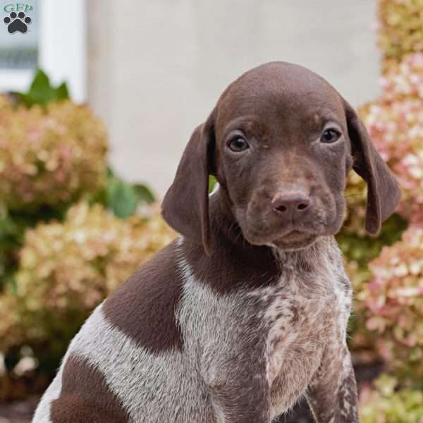 Meadow, German Shorthaired Pointer Puppy