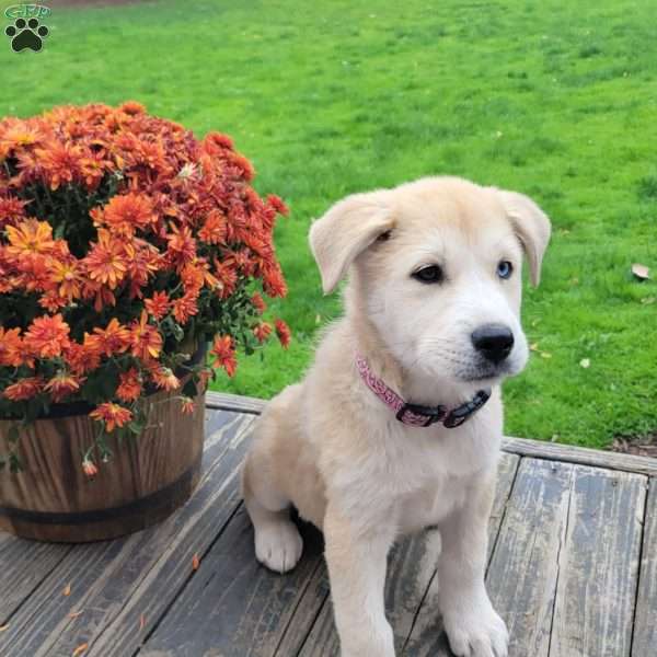 Bonnie, Great Pyrenees Mix Puppy