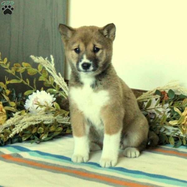 Eden, Shiba Inu Puppy