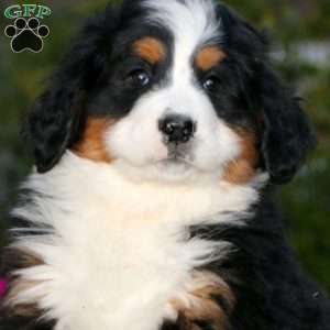 Bernese Mountain Dog Puppies For Sale - Greenfield Puppies