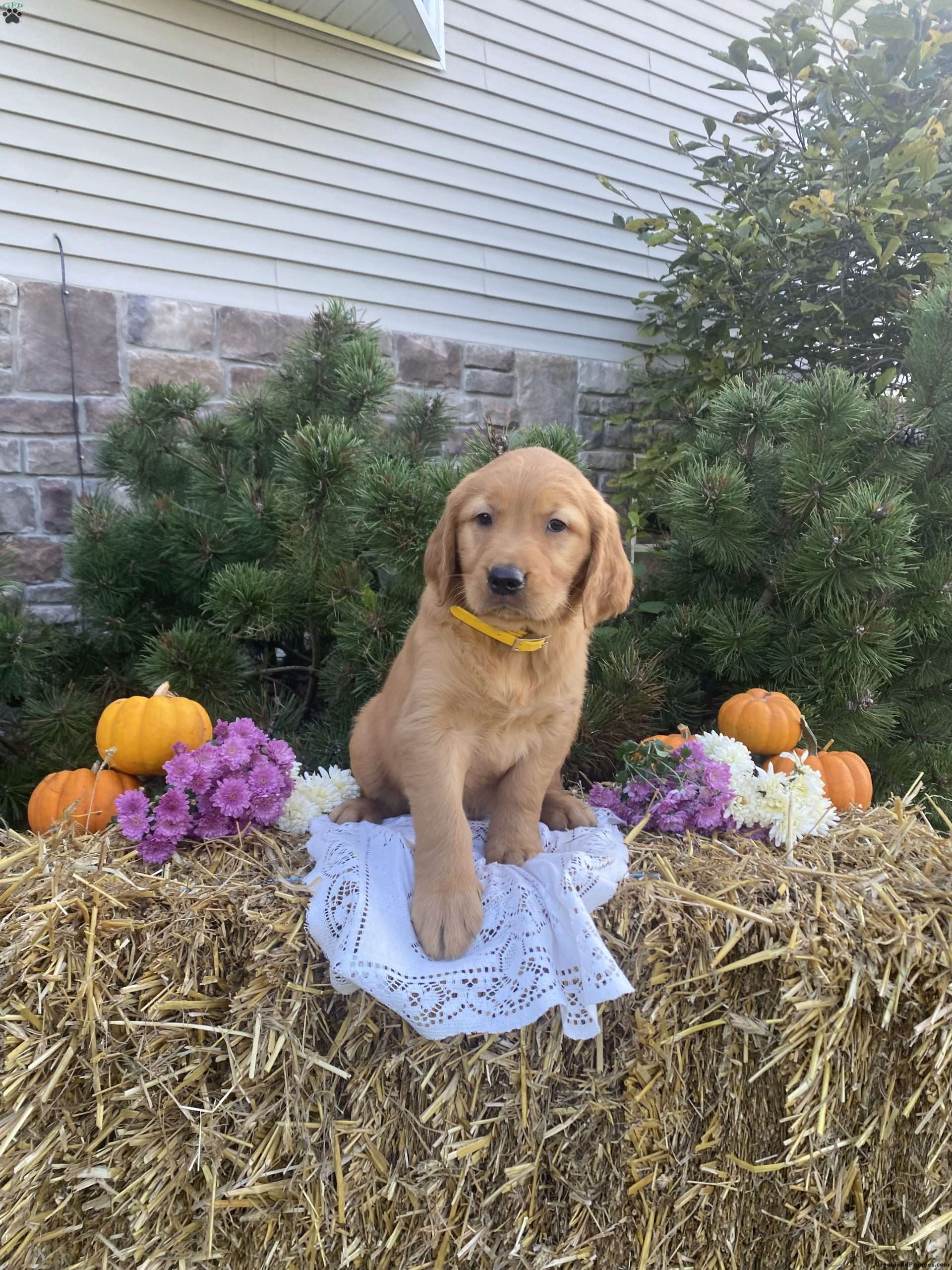 Toffee Golden Retriever Puppy For Sale in New York