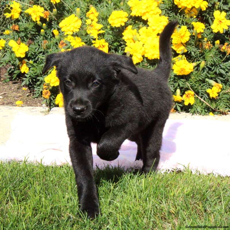 Fern Labrador Mix Puppy For Sale in Pennsylvania