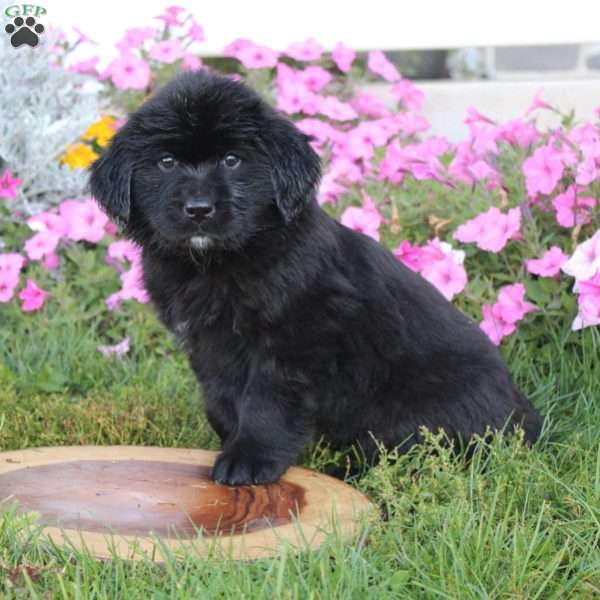 Geraldine Newfoundland Mix Puppy For Sale in Pennsylvania