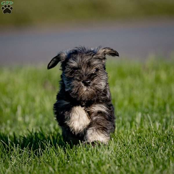 Bryson, Miniature Schnauzer Puppy