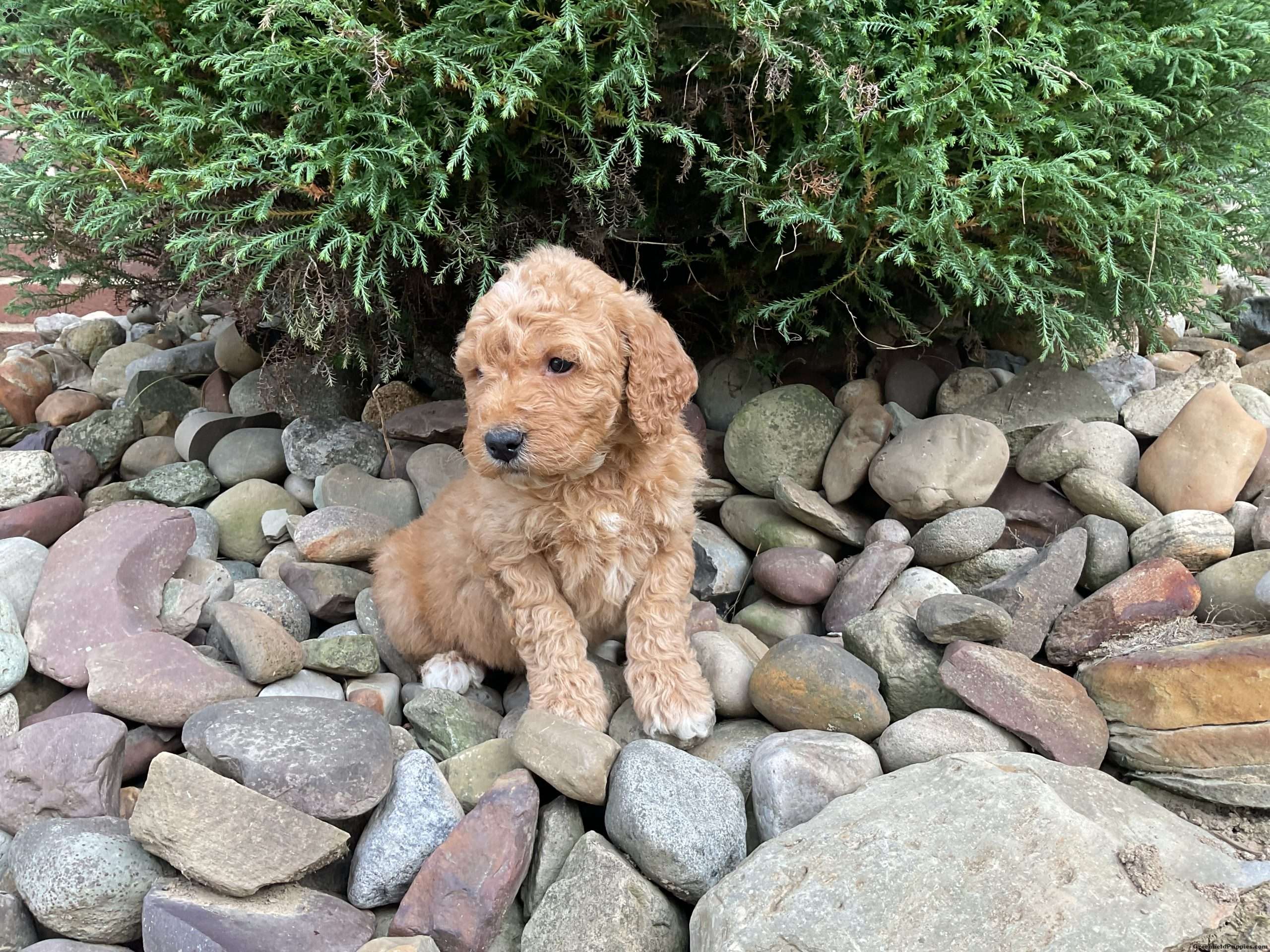 Oscar Mini Goldendoodle Puppy For Sale in Ohio