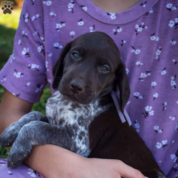 Snickers, German Shorthaired Pointer Puppy