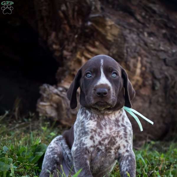 Peppermint, German Shorthaired Pointer Puppy