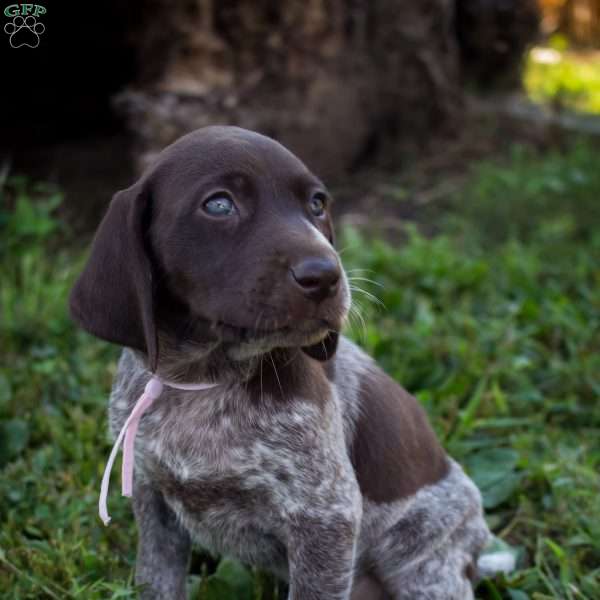 Candy, German Shorthaired Pointer Puppy