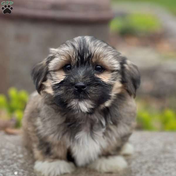 Fred, Shorkie Puppy