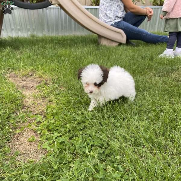 Annabelle, Pomapoo Puppy