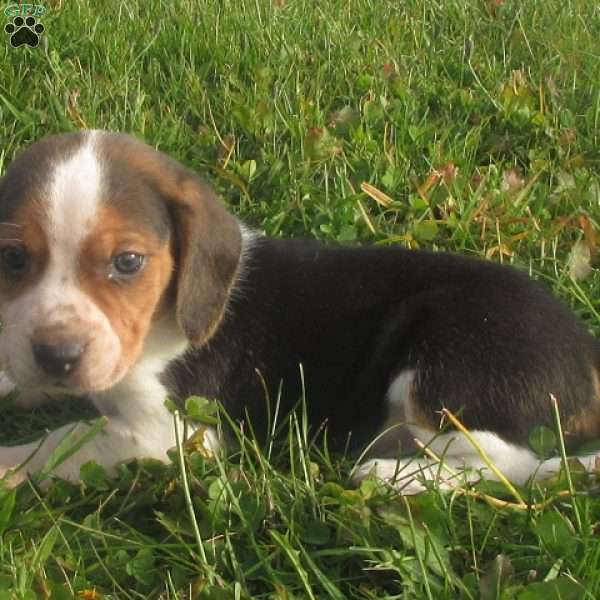 Zeke, Beagle Puppy