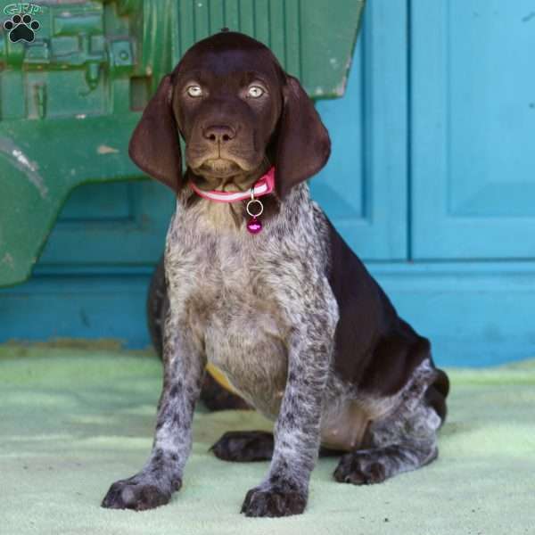 Belle, German Shorthaired Pointer Puppy