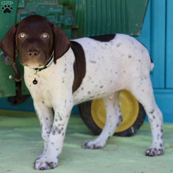 Brock, German Shorthaired Pointer Puppy