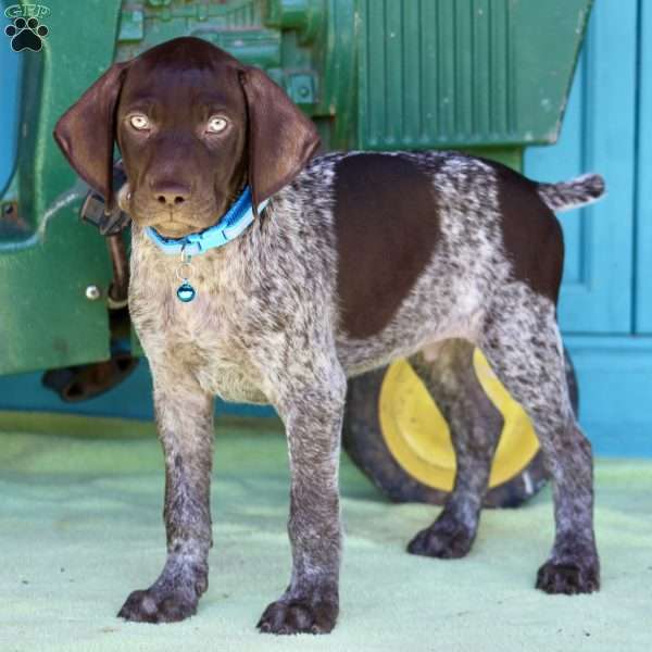 Bobby, German Shorthaired Pointer Puppy
