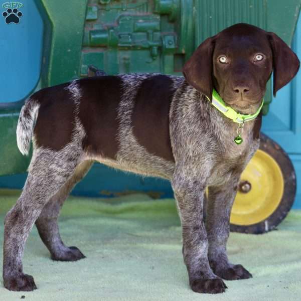 Bailey, German Shorthaired Pointer Puppy