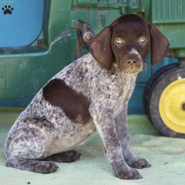Bess, German Shorthaired Pointer Puppy