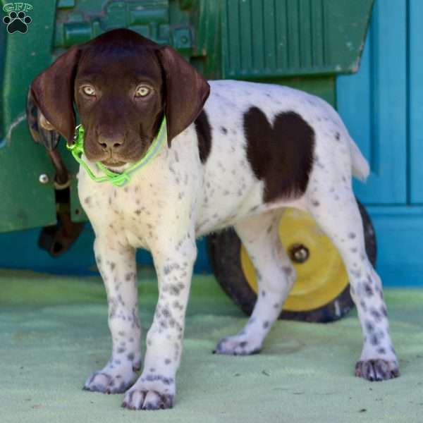 Beauty, German Shorthaired Pointer Puppy