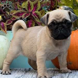 Pug Puppies For Sale | Greenfield Puppies