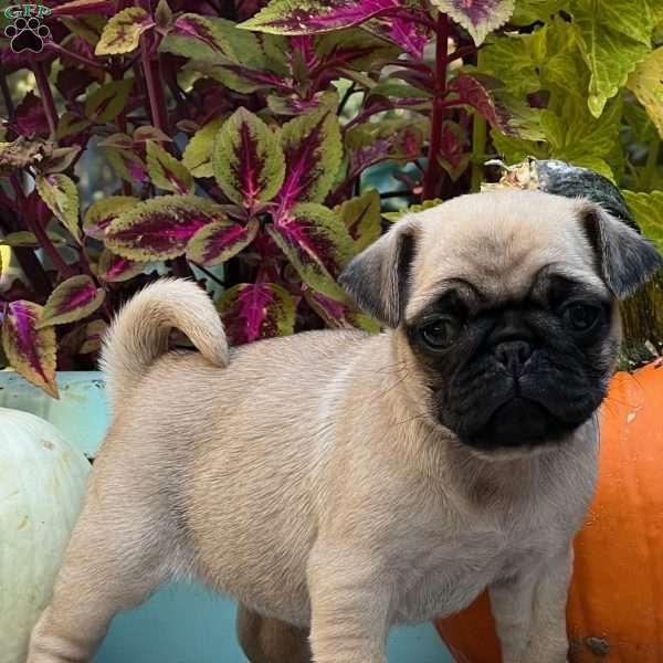 Penelope, Pug Puppy