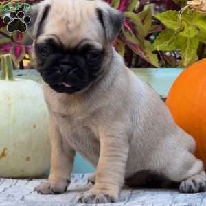Pug Puppies For Sale | Greenfield Puppies