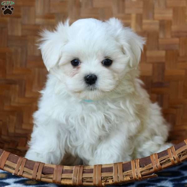 Kasper, Maltese Puppy