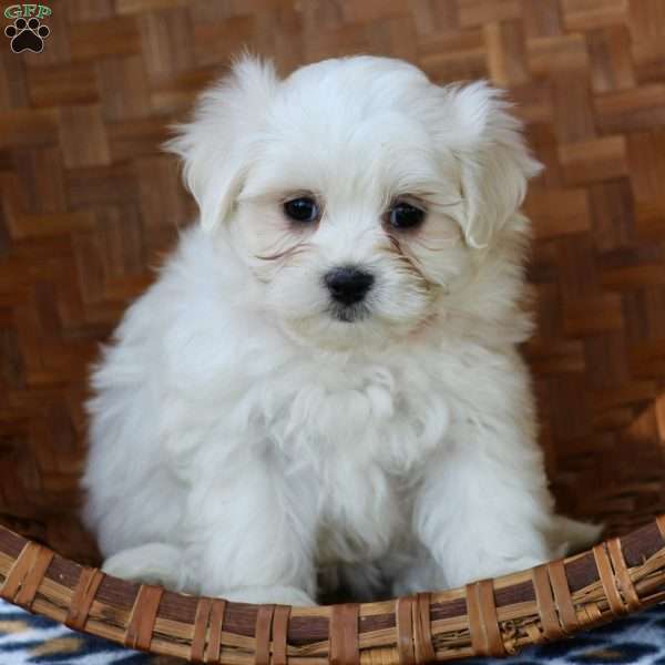 Krissy, Maltese Puppy
